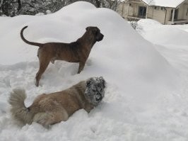 Мой выбор...был.
Метровый забор- не проблема, Подпорная стена с небольшим наклоном, 3+ метра- легко!
На котов с рождения пох, на собак тоже (ну кроме как поиграть).
Печеньку в одной из 5 пачек сигарет, находила, на свободной территории периметр сама брала под охрану (и этому уже не учили, порода такая).
С детьми играла, чужих взрослых могда боком от детей отталкивать рыча и ни грамма дикой агрессии, всё строго по командам!