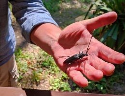 О, а я летом такого поймал! Причём ладонь у меня не маленькая нифига.