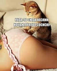 Кухонные грабители, на которых сложно обижаться