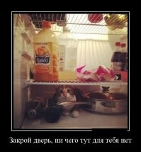 "Магазинные" коты захватывают Нью-Йорк