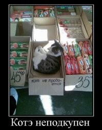 "Магазинные" коты захватывают Нью-Йорк
