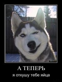 12-летний школьник из Челябинска погладил собаку и подхватил опаснейшего паразита