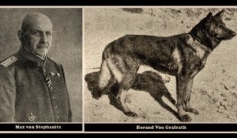 Это Блонди -- чистопородная немецкая овчарка, подаренная Гитлеру Борманом в 1941 году. Да, в те времена НО выглядели именно так, это потом порода свернула куда-то не туда. Вот вам для сравнения фото великого Гектора фон Швабена, он же Хоранд фон Графрат, собаки самого Макса фон Штефаница, с которой началась история породы. Сравните с тем, что мы видим сегодня.