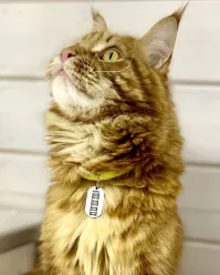 В случаях когда есть высокий шанс побега животных, а в перевозках он всегда высокий, обязательно должны быть ошейники, как минимум с номером телефона