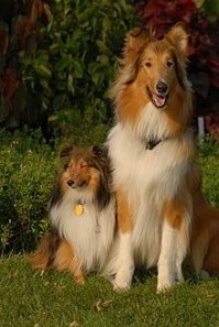 Бордер колли считаются самыми умными собаками. 
Но внешне они отличаются от шелти и колли.
