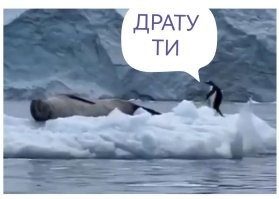 "Упс, простите, не та льдина": фейл пингвина
