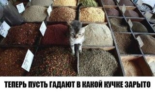 "Магазинные" коты захватывают Нью-Йорк