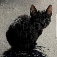 Проводница просто подумала что чей-то кот учуяв приятные запахи из вагона - забрался посмотреть, вот и выгнала его.. Во первых это её служебная обязанность, чтоб в вагоне не тусовались посторонние люди и животные, во вторых, наверное она не  хотела чтоб какая-нить местная бабушка Дуся, ходила потом по рельсам и искала своего Мурзика, который укатил за сотни километров.
Вина исключительно и полностью на хозяине животного, который не уследил за своим питомцем. И да, он сразу мог бы сориентироваться, что кот пропал, с той ж проводницей поговорить "не видела ли она?", она бы через начальника поезда, передала бы тревожный сигнал начальнику станции, а там бы, неравнодушные люди сразу б могли посмотреть на наличие котов, похожих по описанию.
Надеюсь, кот найдётся живым и здоровым, но стоит признать, что у домашних котиков, шансов на выживание немного в диких условиях, когда надо самостоятельно искать пропитание, ночлег и избегать опасностей вроде транспорта, собак, других котов и плохих людей.. а тут ещё и минусовые температуры.
Берегите своих питомцев, они зависят от вас куда больше, чем вам порой кажется.