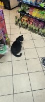 Котик, который живёт в магазине рядом с нашим домом.