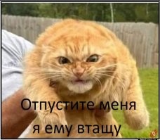 Кот спас собаку от койотов