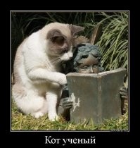 Коты-книгочеи