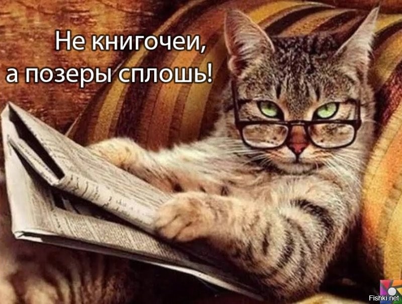 Коты-книгочеи