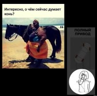 Копытный бегун превысил скорость и чуть не угробил владельца