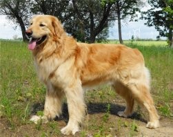 Если хотите кого-нибудь в типе голдика, но посерьёзнее, присмотритесь к палевому ховаварту. Он компактнее, его вполне удобно содержать в квартире. Хотя, в числе знакомых, есть и квартирная маремма, нормально живёт, правда она сама по себе -- собака спокойная и покладистая.