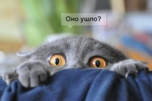 Восковые носы азиатов