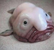 В питерском "Дикси" приличного вида старушка украла забытый в магазине телефон