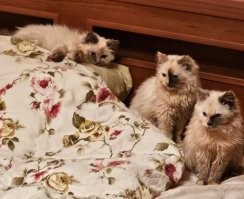 у меня муж сестры притащил вот такую братву, откуда то с улицы)))  их отмыли, я одного себе забираю))  будет второй котямба дома)))