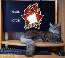 "Русские — с другой планеты!": иностранцы обсуждают видео, на котором женщина кормит тигра с рук