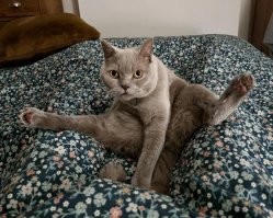 О. Знакомые всё лица