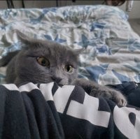 О. Знакомые всё лица