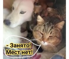 Коуб, живность 2