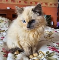 котика жалко НО не о котиках сейчас надо думать а о парнях которые ежедневно гибнут в зоне СВО или остаются инвалидами!!!  а тем кому жалко котика, ну возмите в память о нем себе с улицы бездомного кота и заботьтесь о нем!!!  я вот взял себе сейчас второго котика с улицы (всего уже четвертый, но в данный момент в квартире два кота будет))))  приживутся  возьму и еще одного! вот такого с улицы взяли