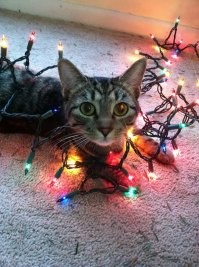 Лапово-ламповый уют