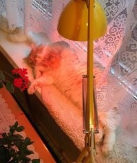 Лапово-ламповый уют