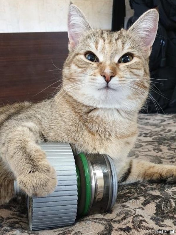Наша кошка Ева и радиолампа ГУ-43Б