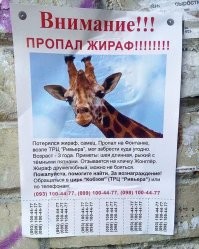 В Подмосковье из электрички выбросили пса после того, как высадили его пьяного хозяина