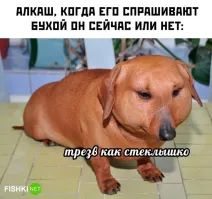 Стёкл как трезвышко!)))