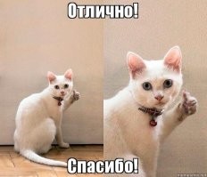 Объяснил коту, что надо делать