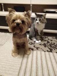 У нас чипа нет, но клеймо было.