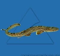 "Удлинённое тело требовало более длинного пищеварительного канала, поэтому грозному существу требовалось больше времени для переваривания пищу, соответственно и питалось оно реже." - это же просто гениально, на пустом месте делать такие глубокие выводы. А то что анальное отверстие у рыб вовсе не на конце хвоста и длина жкт от длины хвоста никак не зависит зто фигня, это мы не учитываем. Коралловая акула должна есть раз в месяц что ли? Да вот фиг вам, у нее относительно нормальное брюхо, но очень длинный хвост и, соответственно тело.