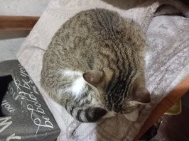Воблин. Почти полная копия моей кошки - Мурки!  Спасателю моё почтение.