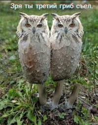 30 фотоманипуляций с животными, которые ломают мозг