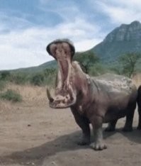 Эх, таким бы хлебальником да медку испить!