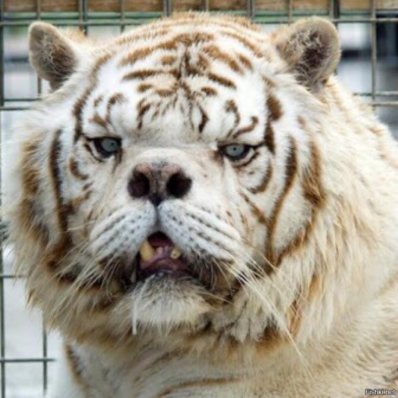Тигр с синдромом Дауна.