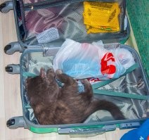 все, моя в отпуск