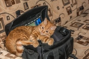 Мой такой же-только попробуй открытую сумку оставь!