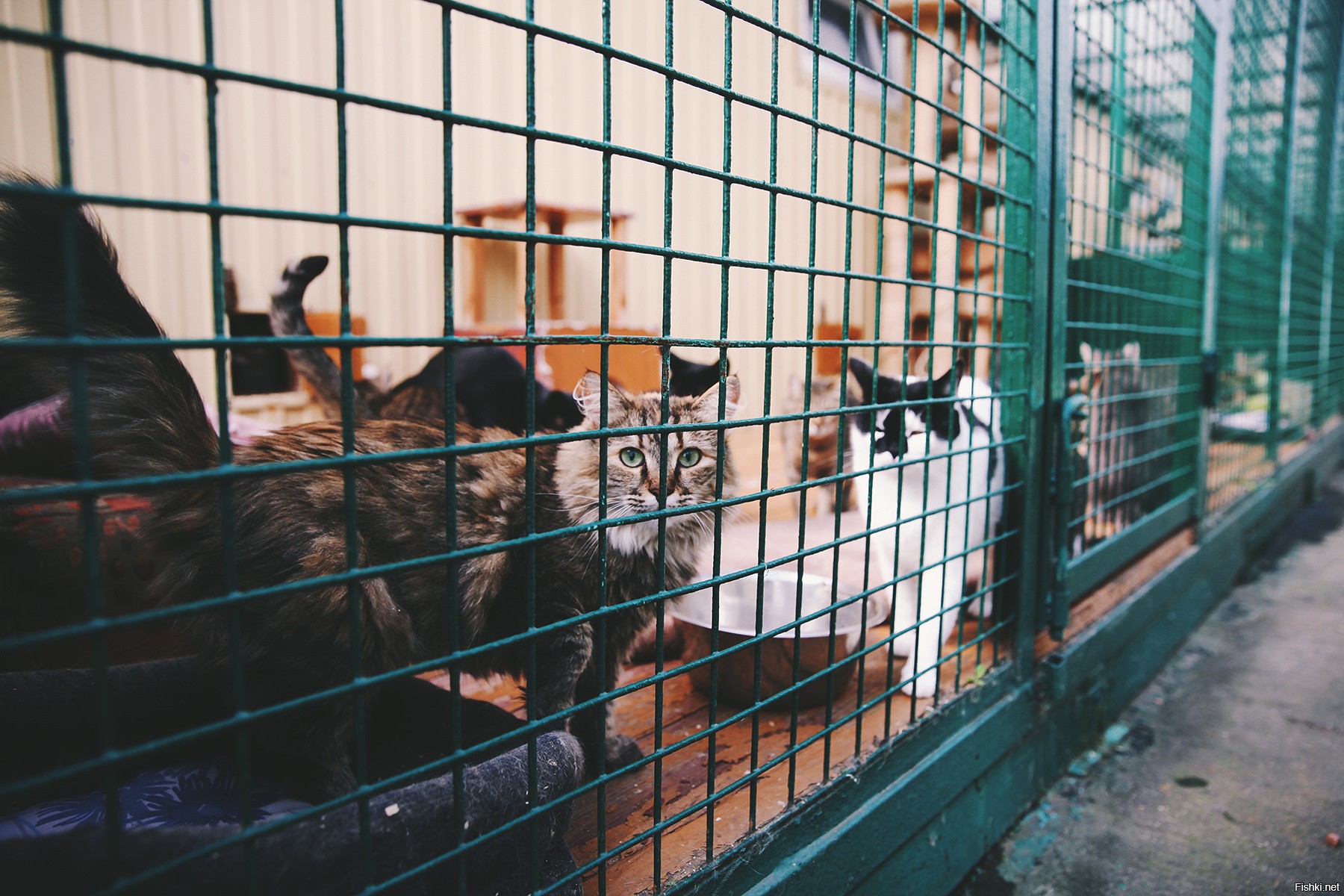 Кошки московских приютов