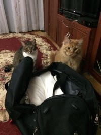 Чемоданное настроение