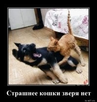Кошки и их впечатляющая реакция