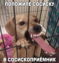 Очень толстая собачка из Югры стала звездой социальных сетей - за неё уже борются желающие помочь
