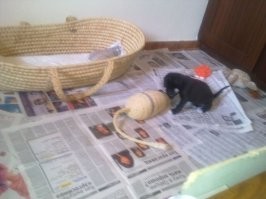 Игрушка на вырост. Честно отобрана у кота.