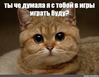 В Уфе голодные кошки чуть не подожгли квартиру, пока хозяев не было дома