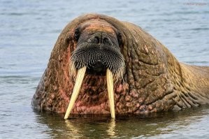 Автор, а ты знаешь откуда пошло выражение "Хрен моржовый"?

К размножению моржи приступают в апреле-мае, когда среди самцов случаются битвы. Однако по жестокости они сильно уступают поединкам, например, морских слонов, которые часто наносят друг другу серьезные увечья. Победителю достается право спариться с самкой. И тут в дело вступает «хрен моржовый». Все дело в том, что копулятивный орган моржа имеет костный стержень (который имеет название - бакулюм), достигающий полуметра в длину! Таким образом, по относительной длине, морж среди зверей – на первом месте. Отсюда и фразеологизм. Если развить тему, то кость в пенисе есть не только у моржей: он присутствует у других хищных, у грызунов, многих приматов (человек – одно из исключений) и др.