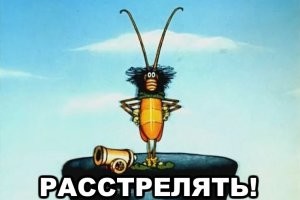 Проводницу, которая выбросила кота Твикса, могут посадить в тюрьму