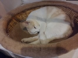 Запрещенный приём. Кошка в лукошках зашкалят любой мимиметр. Это кот и кошка из моего стада. Или я из ихнего?