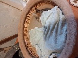 Запрещенный приём. Кошка в лукошках зашкалят любой мимиметр. Это кот и кошка из моего стада. Или я из ихнего?